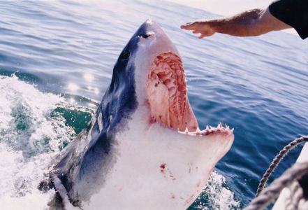 White-Shark-Africa-1