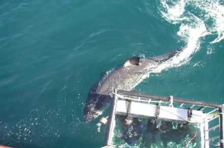 Shark-cage-diving-south-africa-590x390